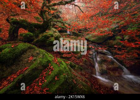 Lange Exposition von sauberen Kaskade fallen in Teich inmitten von moosigen Felsen und Bäumen mit leuchtend orangefarbenen Blättern am Herbsttag im Argovejo Buchenwald Stockfoto