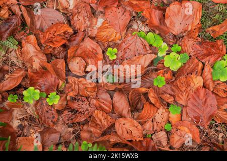 Draufsicht auf grünen Kleeblatt, der im Herbst in Spanien im Argovejo-Buchenwald unter trockenen Baumblättern am Boden wächst Stockfoto