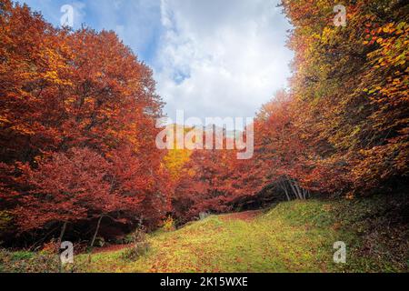 Niedriger Winkel von üppigen Bäumen mit orangefarbenen Blättern wächst um grasige Lichtung gegen wolkigen blauen Himmel am Herbsttag im Argovejo Buchenwald in Spanien Stockfoto