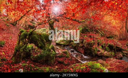 Moosige Bäume mit leuchtend rotem Laub, die am sonnigen Herbsttag auf Steinen in der Nähe eines sauberen Baches im Buchenwald von Argovejo, Spanien, wachsen Stockfoto