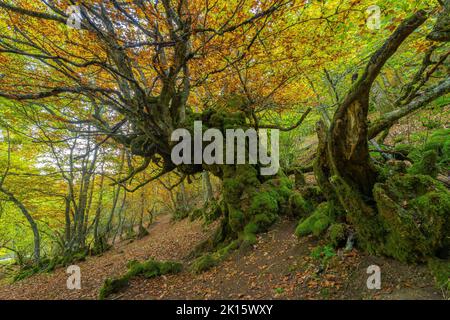 Buche mit kurvigen Stamm mit Moos bedeckt wächst im Faedo de Cinera Wald im Herbst in Spanien Stockfoto