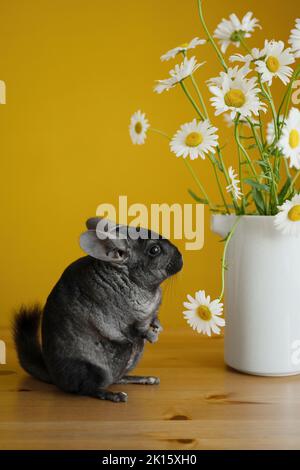 Entzückende graue Chinchilla schnüffelt frische Bellis perennis Blumen in weiße Keramik Vase auf Holztisch in hellen Raum auf gelbem Hintergrund platziert Stockfoto