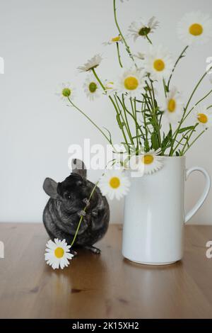 Entzückende graue Chinchilla schnüffelt frische Bellis perennis Blumen in weißer Keramikvase auf Holztisch in hellen Raum platziert Stockfoto