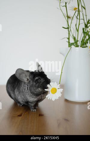 Entzückende graue Chinchilla schnüffelt frische Bellis perennis Blumen in weißer Keramikvase auf Holztisch in hellen Raum platziert Stockfoto