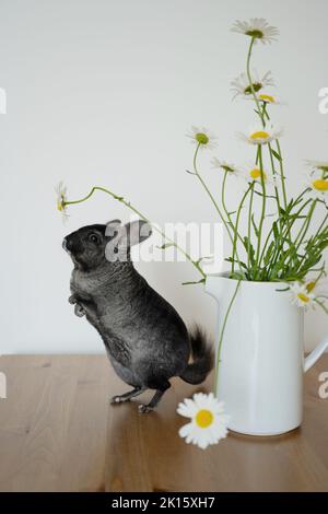 Entzückende graue Chinchilla schnüffelt frische Bellis perennis Blumen in weißer Keramikvase auf Holztisch in hellen Raum platziert Stockfoto