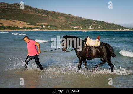 Reifer Mann in legerer Kleidung, der in Meereswellen spaziert und am sonnigen Sommertag schwarzes Pferd zum Ufer führt Stockfoto