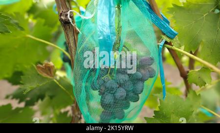 Cluster saftiger blauer Trauben im Weinberg. Trauben von reifen Bio-Beeren bereit zur Ernte. Stockfoto