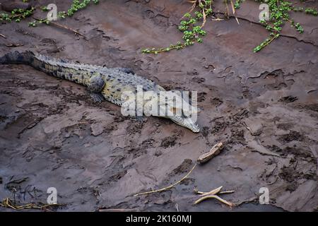 Krokodil, Spectacled Caiman crocodilus ruht auf dem Fluss, Flussufer, Krokodilreptil gefunden in, Costa Rica, Mittelamerika. Stockfoto