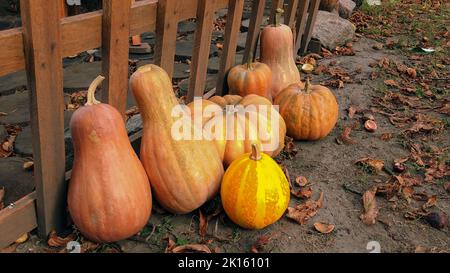 Kürbisse in einem Garten. Frische, reife Kürbisse, die auf dem Feld wachsen. Stockfoto