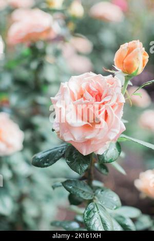 Nahaufnahme der rosa Rose im Portland International Rose Test Garden. Stockfoto