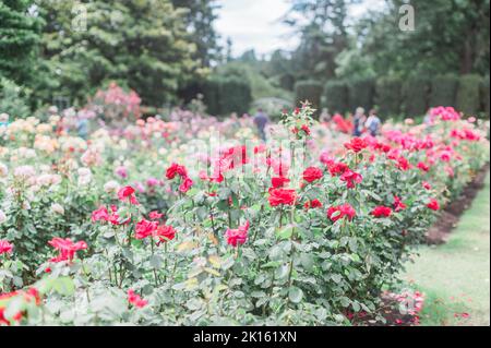 Rote Rosen in Portland International Rose Test Garden. Stockfoto