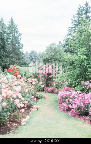 Bunte Rosensträucher im Portland International Rose Test Garden. Stockfoto