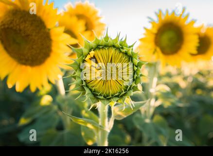 Nahaufnahme der geschlossenen Sonnenblume im Blumenfeld am Sommertag. Stockfoto