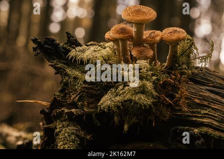 Familie von Honigpilzen, die auf einem großen faulen Stumpf im Herbstwald in Moos in der Nähe von Bäumen wachsen. Bokeh und Stämme auf dem Hintergrund. Natur, saisonaler Herbst Stockfoto