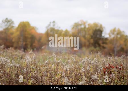 Feld mit getrockneter Goldrute vor buntem Herbstlaub Stockfoto