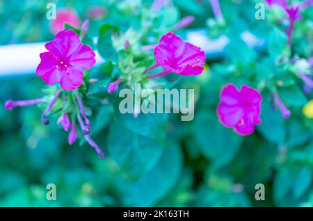 Mirabilis jalapa, das Wunder von Peru oder vier-Uhr-Blume, Jalapa (oder Xalapa), blüht weiter, abendliche Vergnügungsblumen Stockfoto