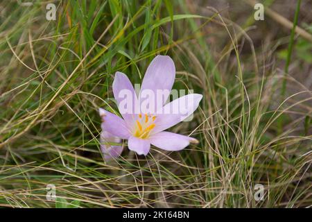 Colchicum autumnale, an einem Herbsttag allgemein als Herbstcrocus bekannt. Schöne lila Blume und trockenes Gras um sie herum. Natürlicher Hintergrund. Nahaufnahme Stockfoto