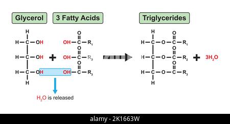 Chemische Reaktion Der Bildung Von Triglyceriden. Vektorgrafik. Stock Vektor