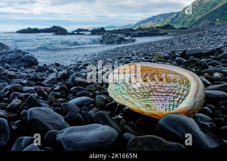 Paua Muschel an einem schwarzen steinigen Strand, der goldenes Stundenlicht fängt, Kaikoura, Südinsel, Aotearoa / Neuseeland. Stockfoto