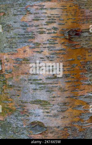 Rinde der Chinesischen Roten Birke (Betula albosinensis var. septentrionalis) Stockfoto