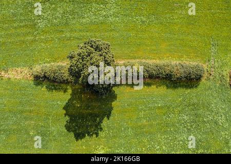 Top-Down-Aufnahme eines grünen Baumes Stockfoto