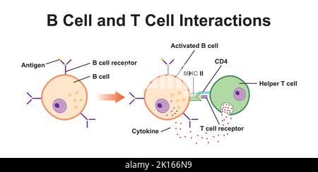 Interaktion von B- und T-Zellen im Immunsystem. Bunte Symbole. Vektorgrafik. Stock Vektor