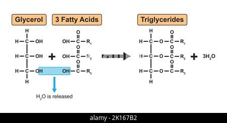 Chemische Reaktion Der Bildung Von Triglyceriden. Vektorgrafik. Stock Vektor