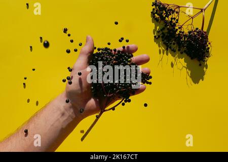 Schwarze Holunderbeere in die Hand gießen und Holunderzweig mit Blättern auf gelbem Hintergrund.harter Schatten.Sambucus Beeren. Stockfoto