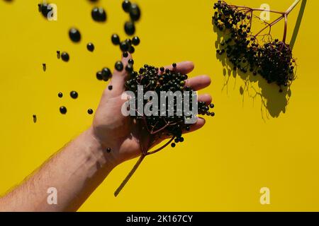 Beeren von schwarzer Holunderbeere gießen in die Hand und Holunderzweig auf gelbem Hintergrund.harter Schatten. Stockfoto