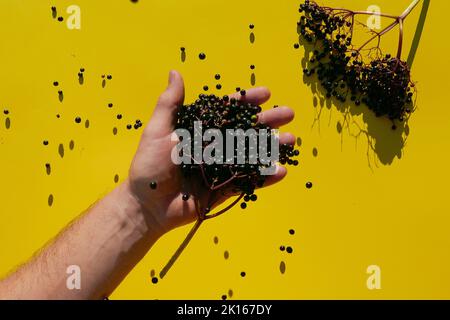 Holunderbeere in die Hand gießen und Holunderzweig mit Blättern auf gelbem Hintergrund.harter Schatten.Sambucus Beeren. Stockfoto