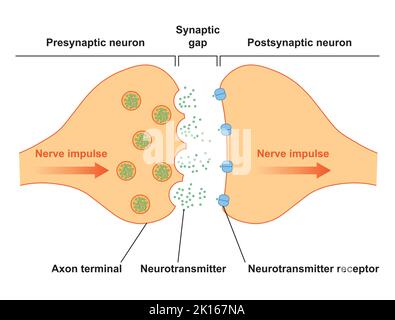 Wissenschaftliche Gestaltung der Synapse-Struktur. Die Synaptische Übertragung. Isoliert auf schwarzem Hintergrund. Vektorgrafik. Stock Vektor