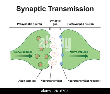 Wissenschaftliche Gestaltung der Synapse-Struktur. Die Synaptische Übertragung. Isoliert auf schwarzem Hintergrund. Vektorgrafik. Stock Vektor