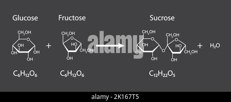 Bildung Von Sucrose. Glykosidische Bindungsbildung aus zwei Molekülen, Glukose und Fruktose. Vektorgrafik. Stock Vektor