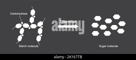 Wissenschaftliche Gestaltung der Stärkenverdauung. Hydrocarbase-Enzym-Effekt auf Stärkenmolekül. Vektorgrafik. Stock Vektor