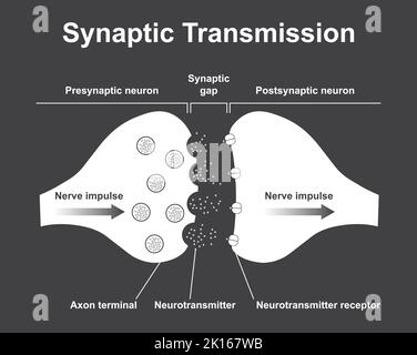 Wissenschaftliche Gestaltung der Synapse-Struktur. Die Synaptische Übertragung. Isoliert auf schwarzem Hintergrund. Vektorgrafik. Stock Vektor