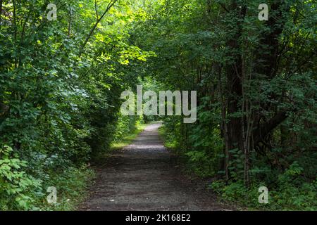 Baumtunnel im Mill Teichpark in Richmond Hill, Ontario, Kanada Stockfoto