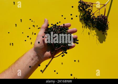 Sambucus-Beeren. Holunderbeere.Beeren von schwarzer Holunderbeere gießen in die Hand und Holunderzweig mit Blättern auf gelbem Hintergrund.harter Schatten. Stockfoto