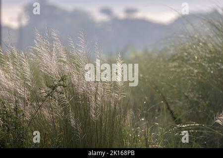 Saccharum Spontaneum (wildes Zuckerrohr, Kans-Gras) ist ein Gras, das auf dem indischen Subkontinent beheimatet ist. Stockfoto