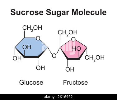 Sucrose Sugar Molecule. Glukose Und Fruktose. Vektorgrafik. Stock Vektor