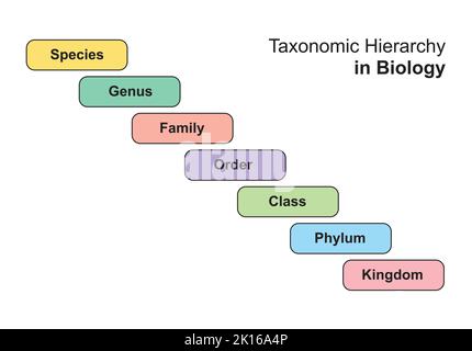 Einfaches Entwerfen der Taxonomiehierarchie in der Biologie. Vektorgrafik. Stock Vektor