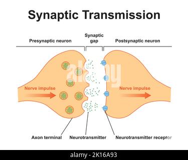 Wissenschaftliche Gestaltung der Synapse-Struktur. Die Synaptische Übertragung. Isoliert auf schwarzem Hintergrund. Vektorgrafik. Stock Vektor