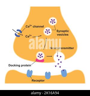 Wissenschaftliche Gestaltung der Synapse-Struktur. Die Synaptische Übertragung. Isoliert auf schwarzem Hintergrund. Vektorgrafik. Stock Vektor