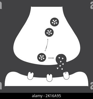 Wissenschaftliche Gestaltung der Synapse-Struktur. Die Synaptische Übertragung. Isoliert auf schwarzem Hintergrund. Vektorgrafik. Stock Vektor