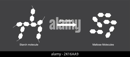 Wissenschaftliche Gestaltung der Stärkenverdauung. Amylase-Enzym-Effekt auf Stärkenmolekül. Bildung Von Maltose Zucker. Vektorgrafik. Stock Vektor