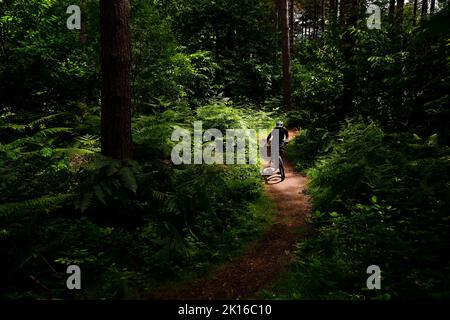 Trail Riding im Sherwood Forest Stockfoto