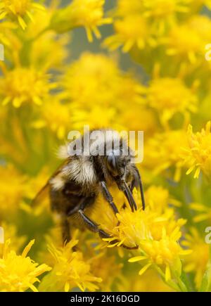 Zweiform-Bumble Bee (Bombus bifarius) männliche Nahrungssuche in Goldrute (Solidago)-Blumen, Mt. Hood, Oregon USA Stockfoto