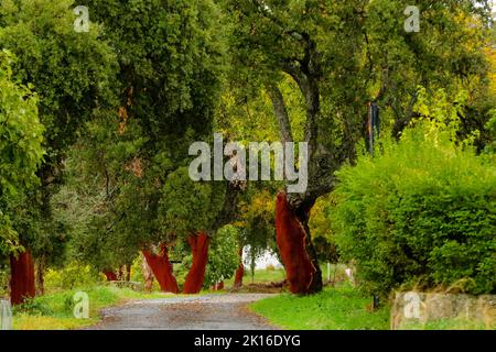 Korkbäume in Zentralspanien Stockfoto