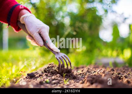 Anbau von Land im Garten mit Handwerkzeugen. Bodenlockerung. Gartenkonzept. Landwirtschaftliche Pflanzen wachsen in Bettreihen Stockfoto