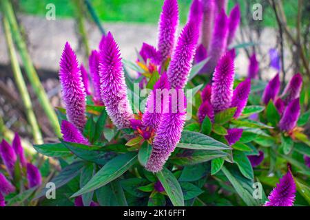 Leuchtend lila Hahnenkamm (Celosia Caracas) blüht auf einem Bett aus grünen Blättern und Stielen -01 Stockfoto