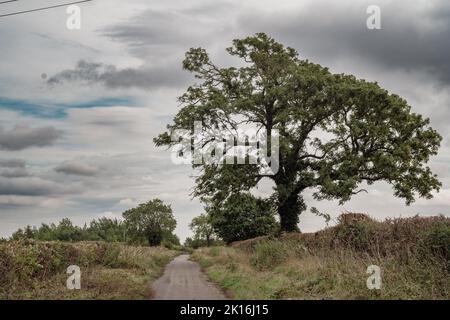 Baum in einer Landschaft mit einem Pfad Stockfoto